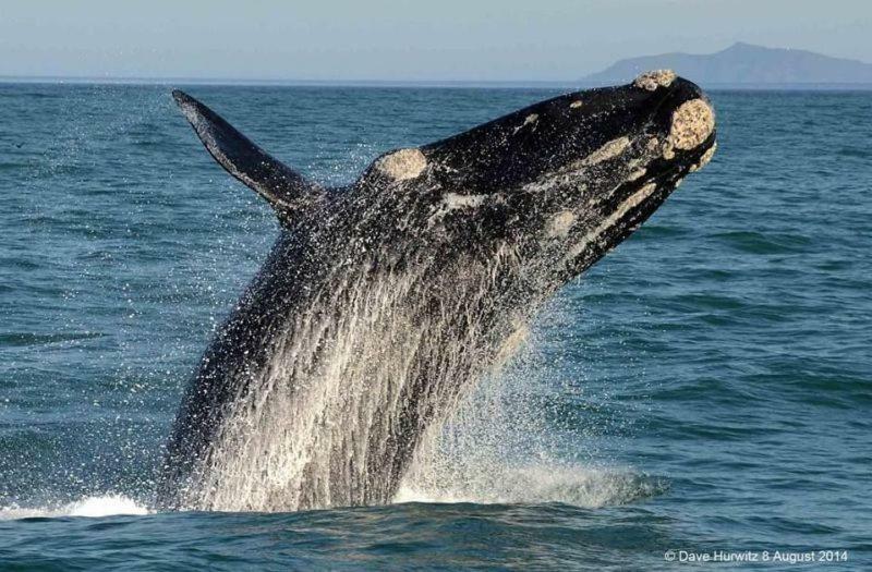 La Petite Baleine Oceanfront Luxury Villa De Kelders Bagian luar foto